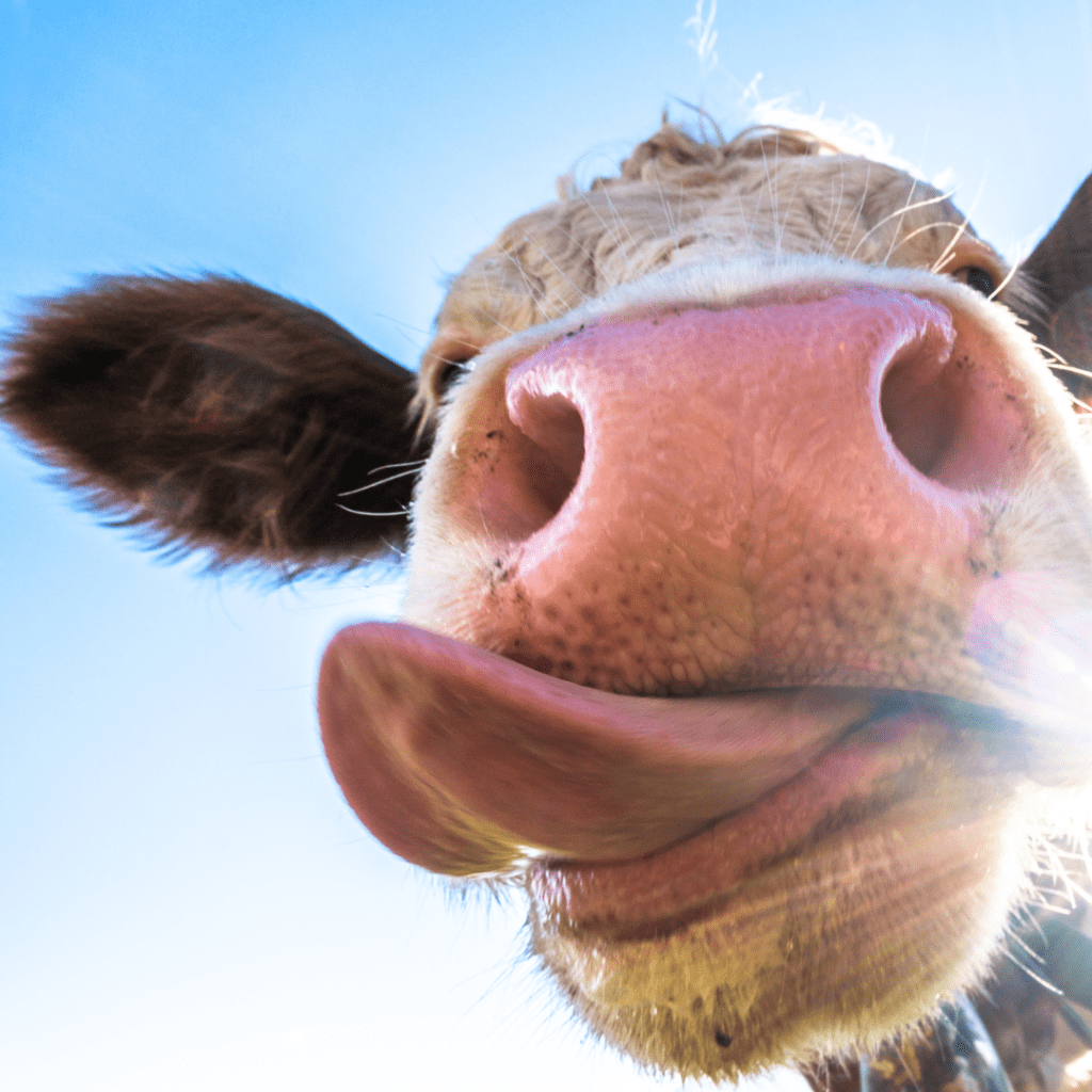 Vaca sacando la lengua