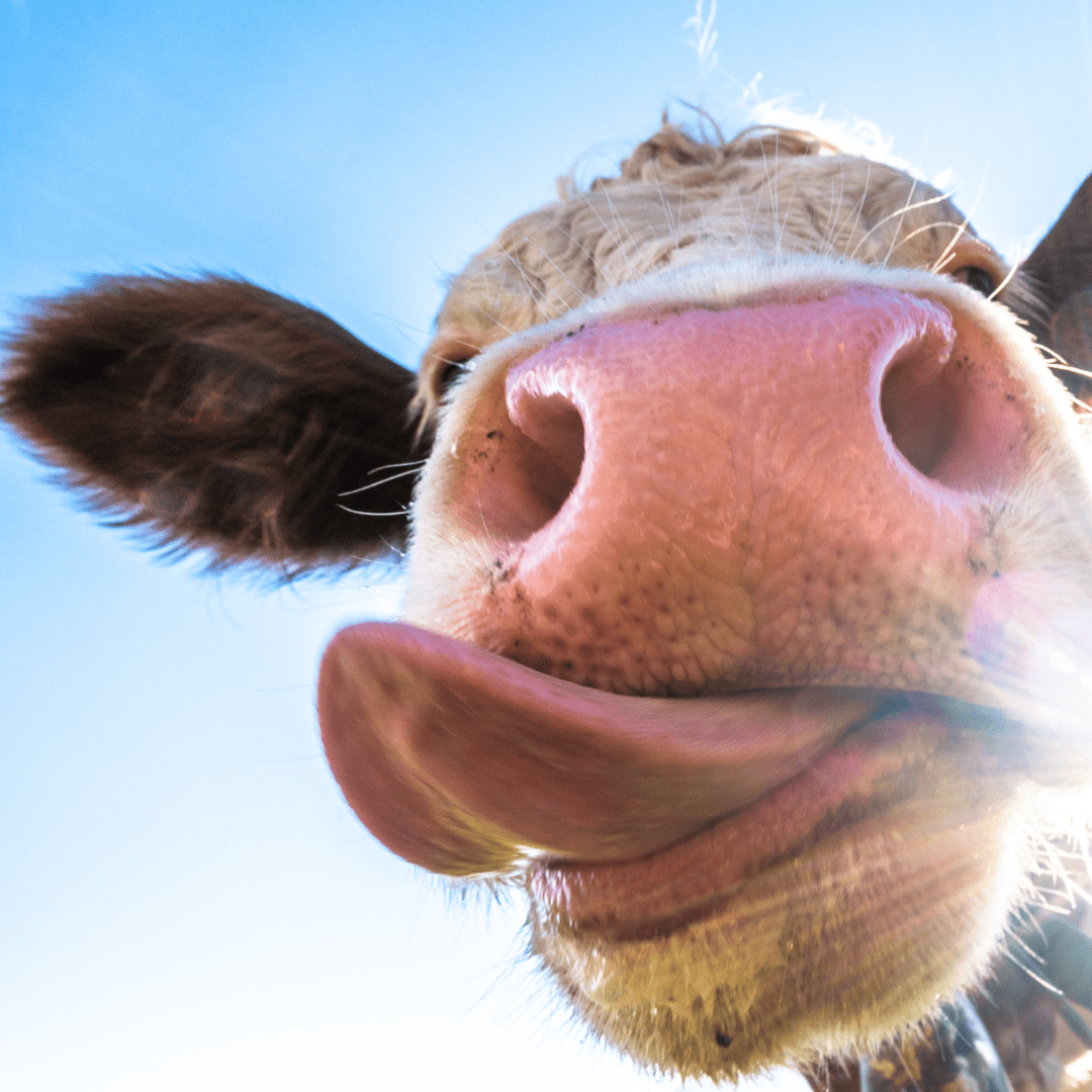 Una vaca sacando la lengua